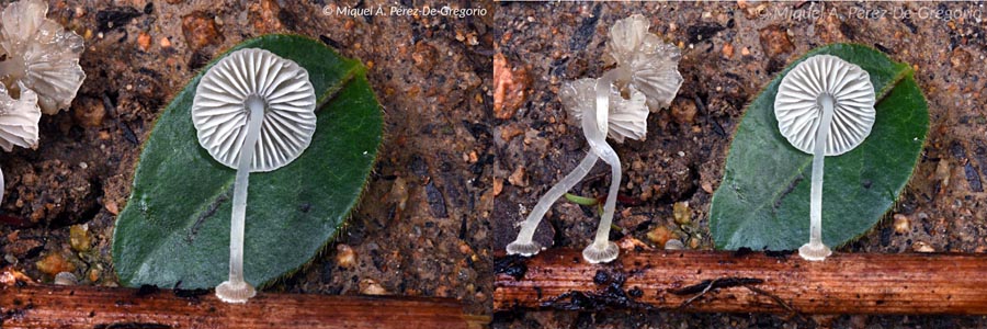 Mycena stylobates