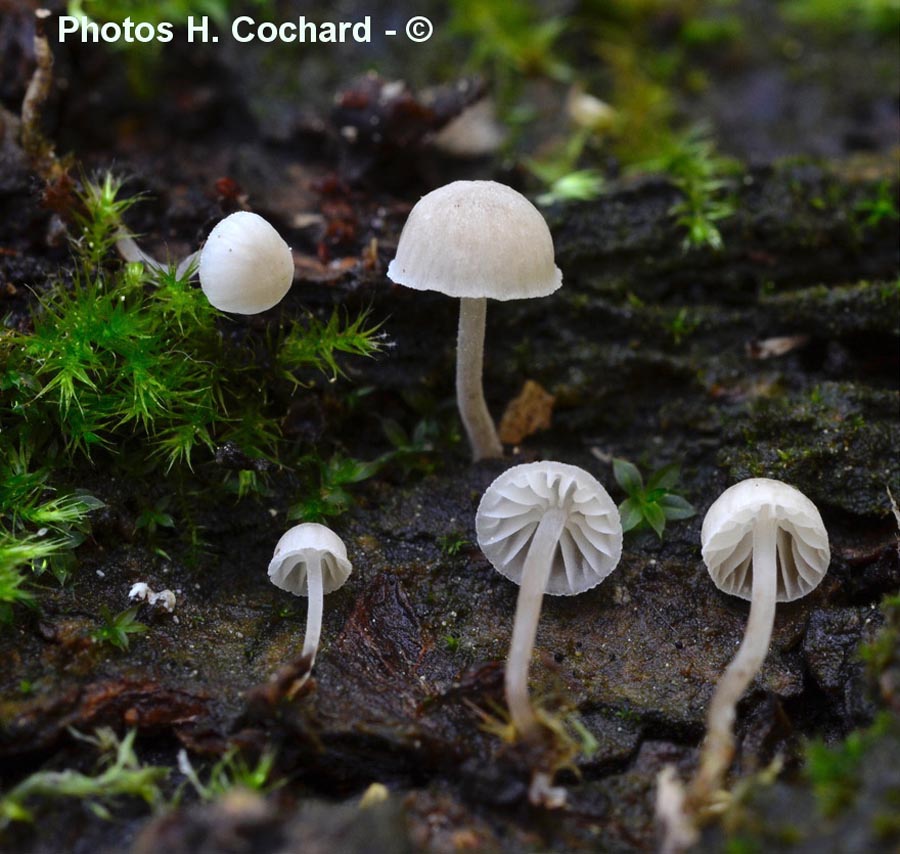 Mycena supina