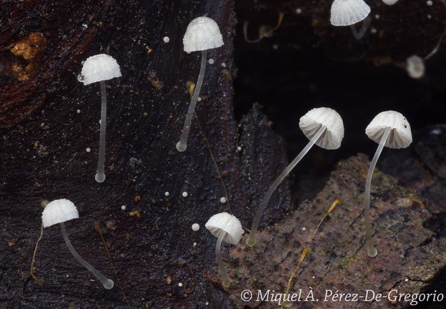 Mycena tenerrima