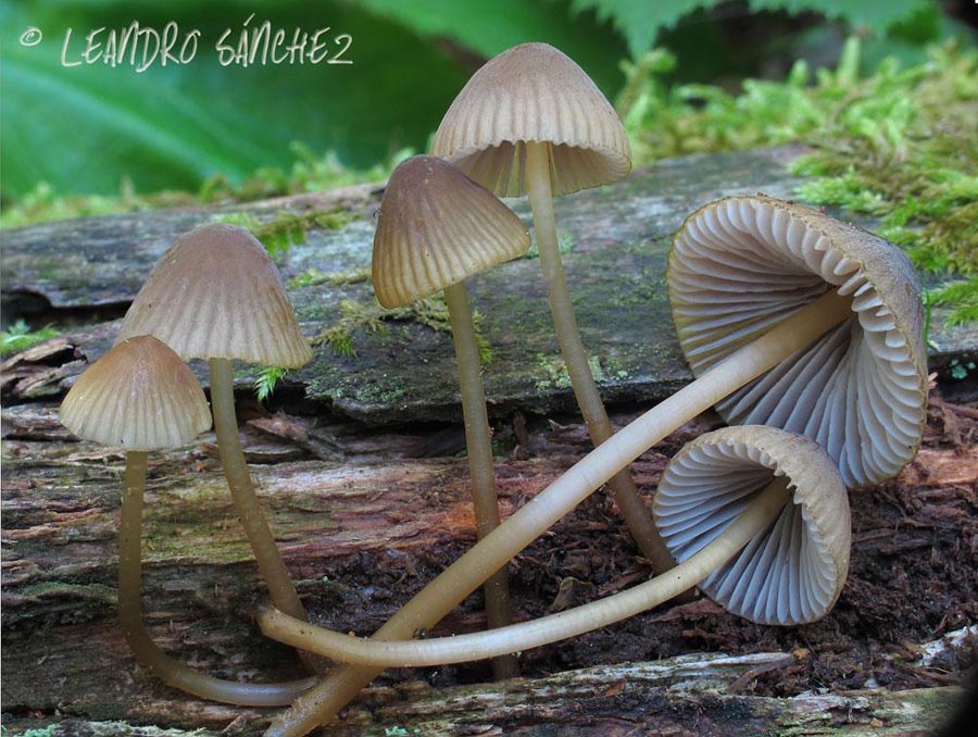 Mycena viridimarginata