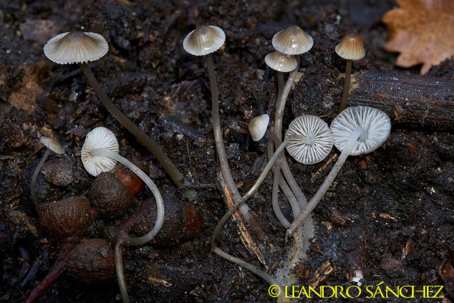 Mycena vitilis