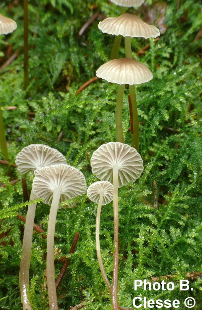 Mycena vulgaris