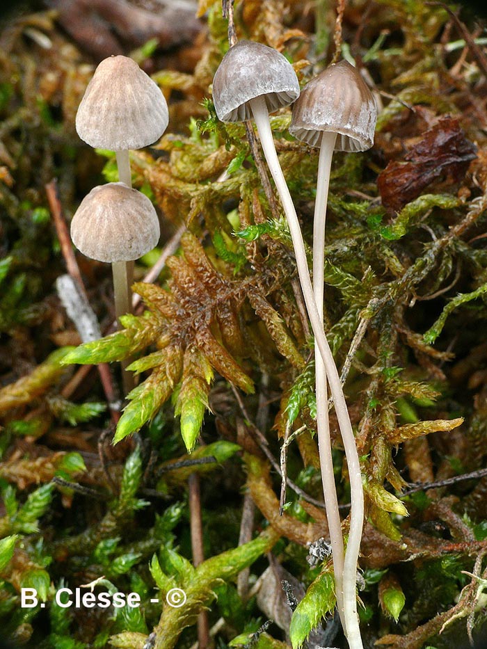 Mycena winterhoffii