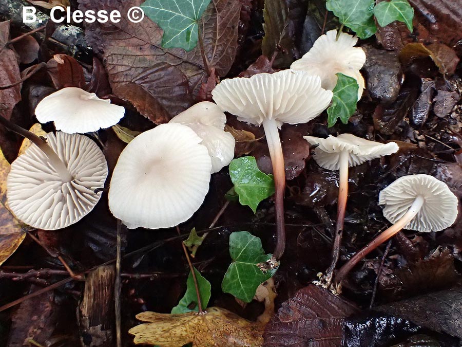 Marasmius wynneae