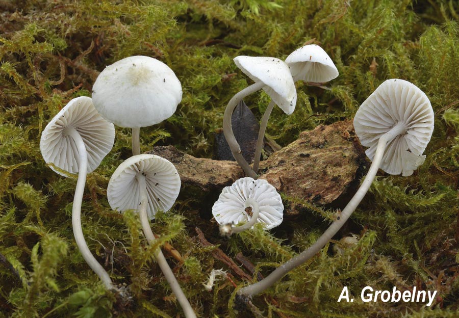 Mycena xantholeuca