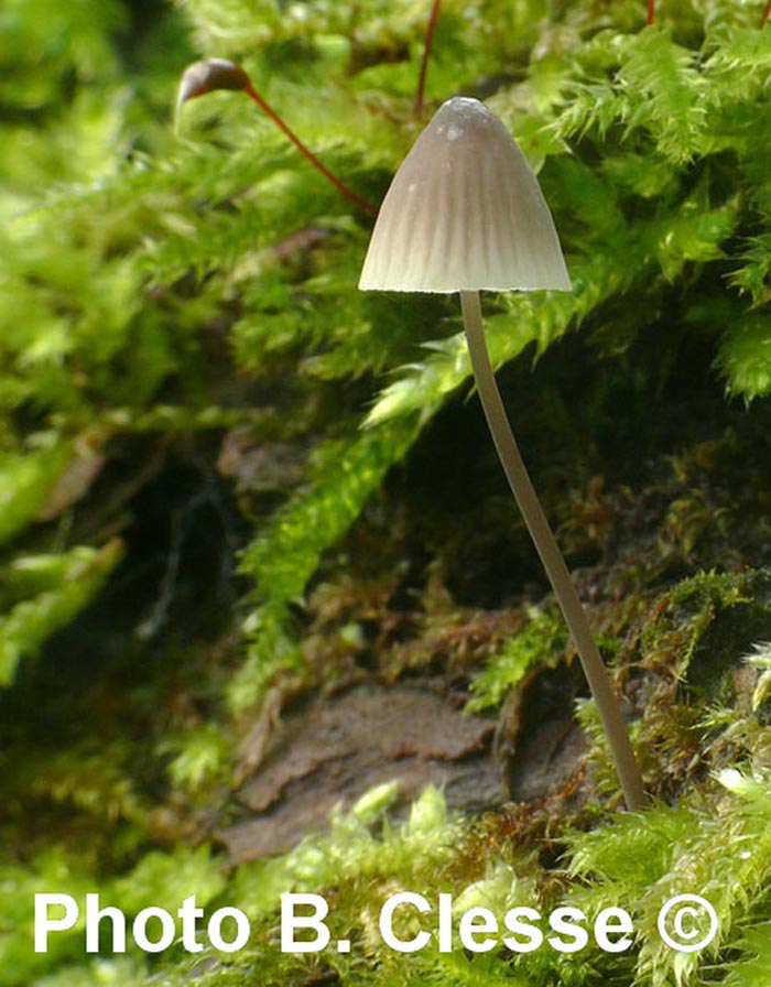 Mycena xantholeuca