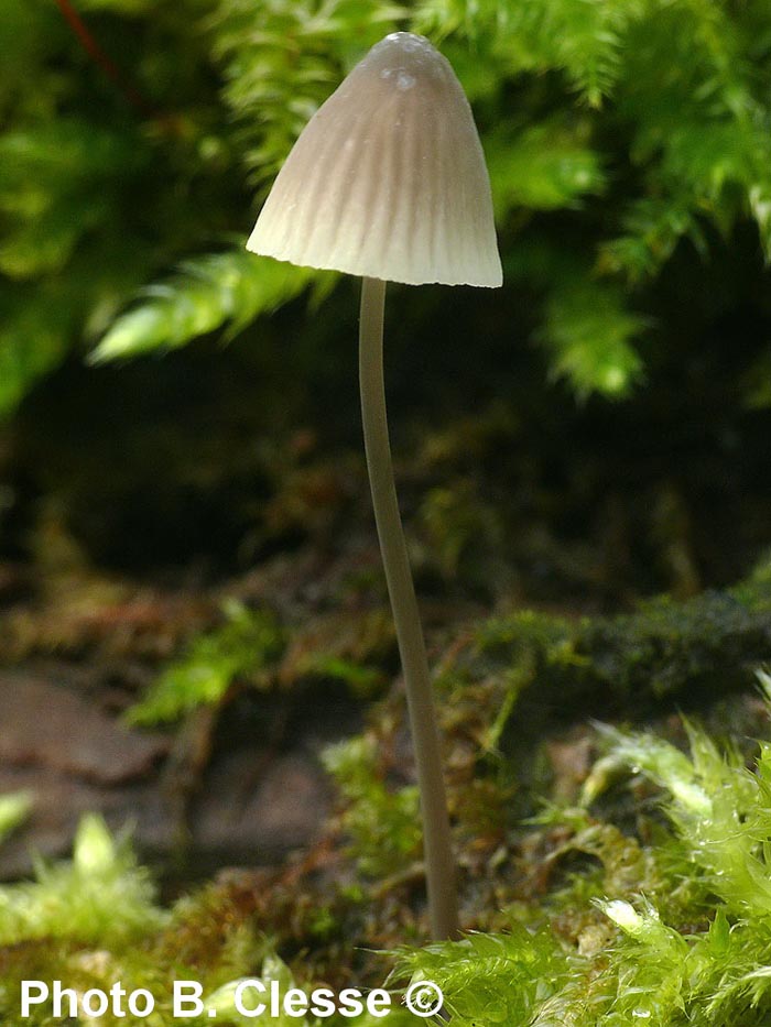 Mycena xantholeuca