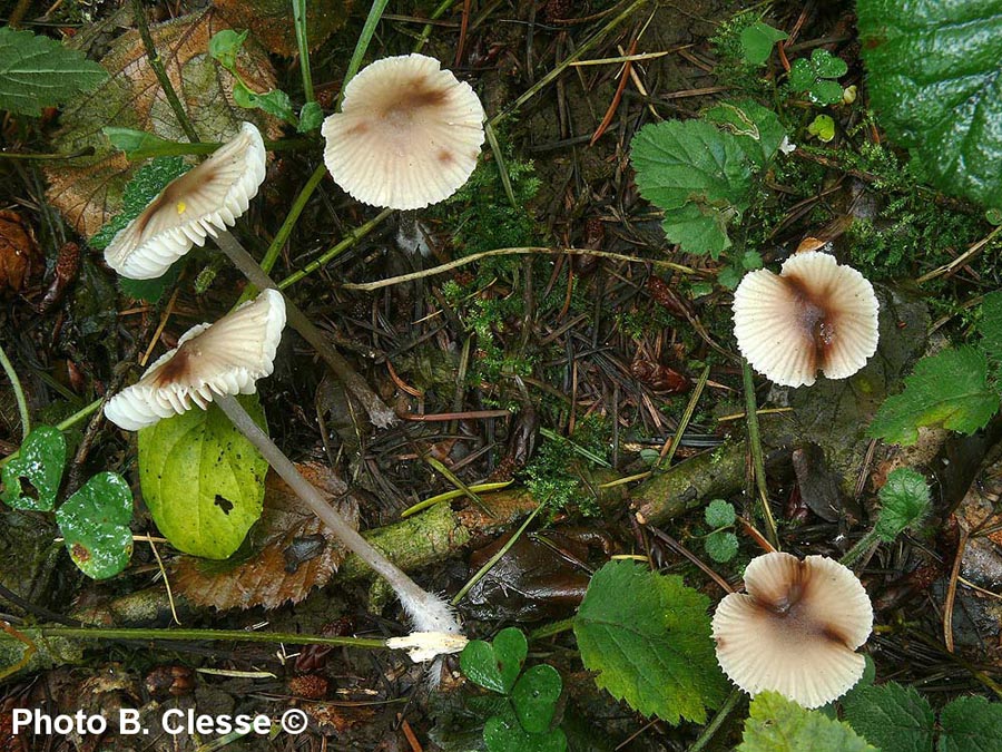 Mycena zephirus