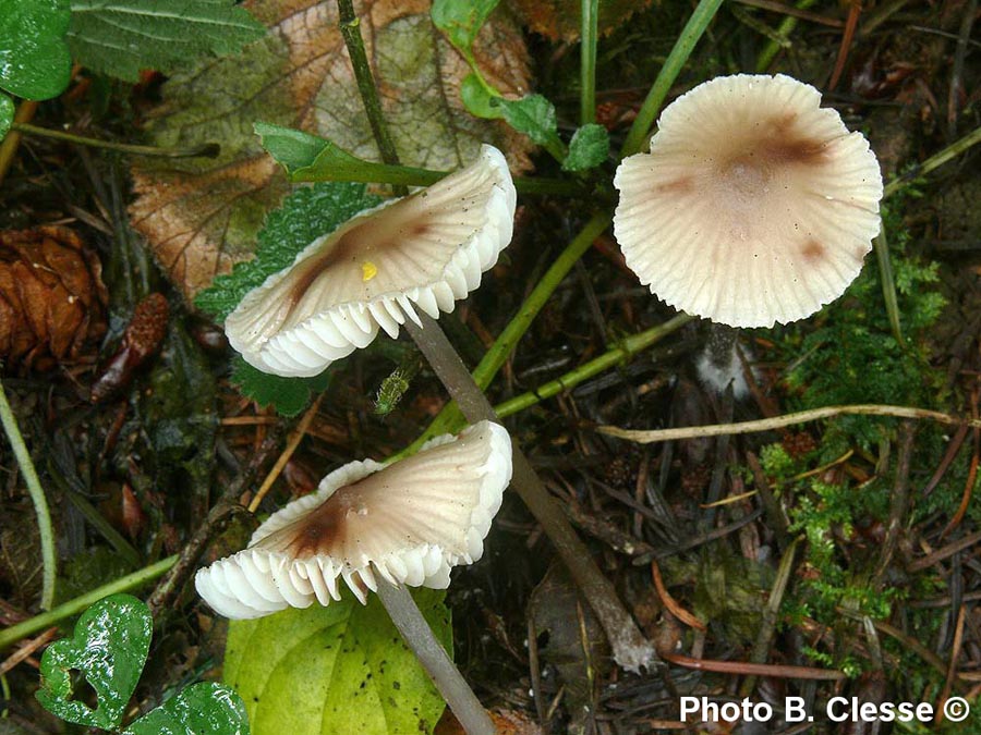 Mycena zephirus