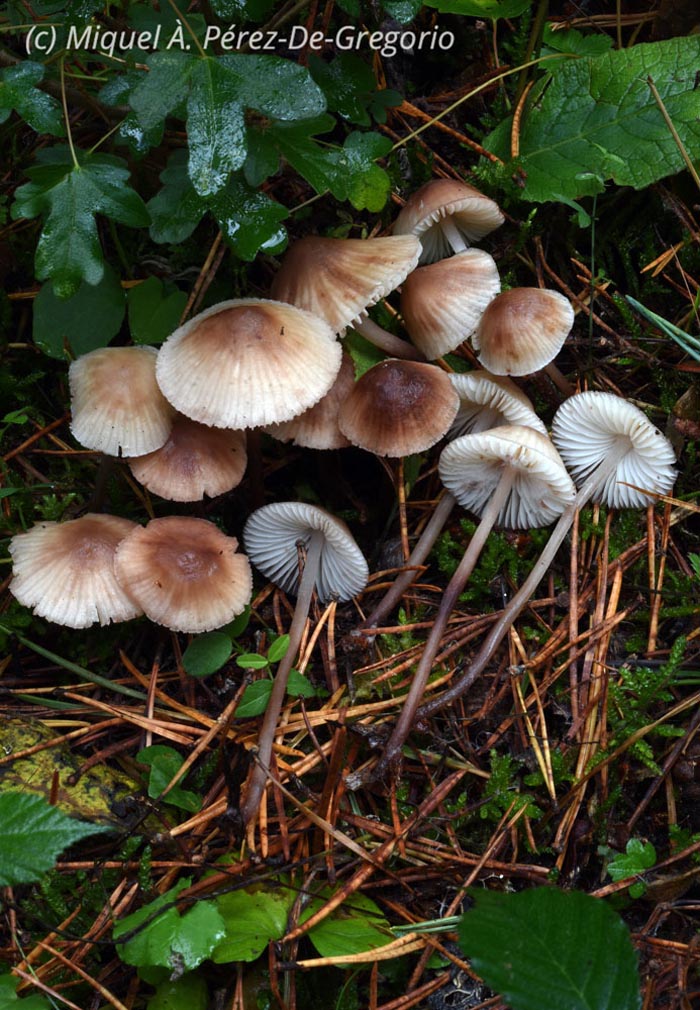 Mycena zephirus