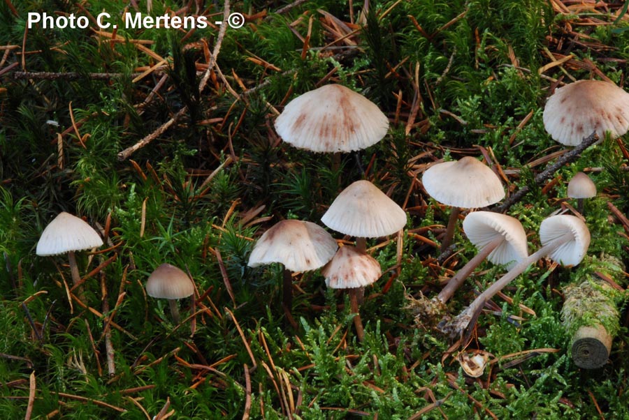 Mycena zephirus