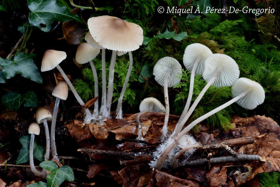 Mycena zephirus