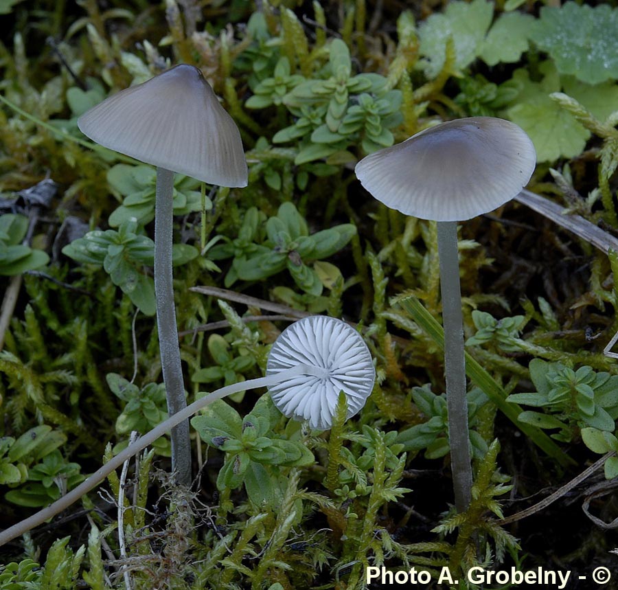 Mycenella bryophila