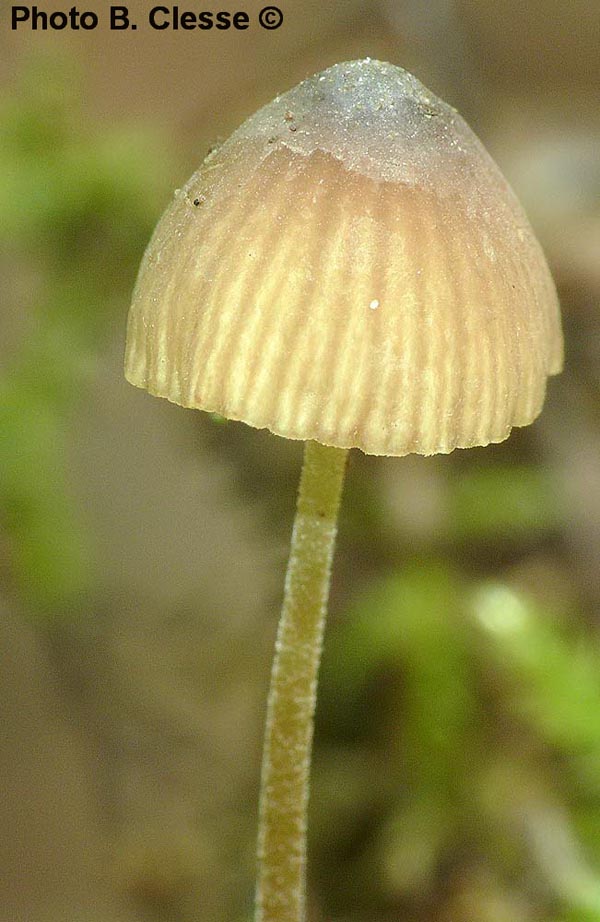 Mycenella margaritispora (B. Clesse)