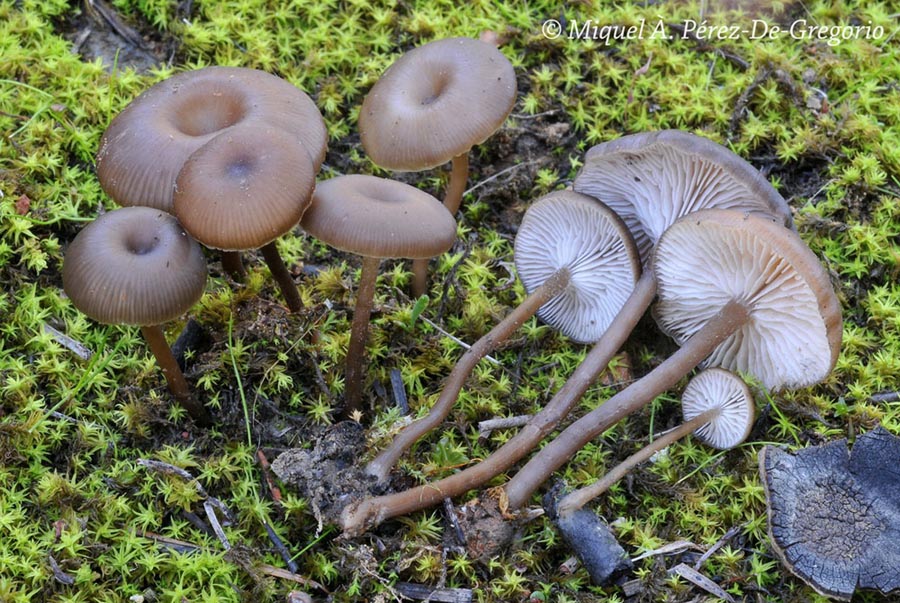 Myxomphalia maura