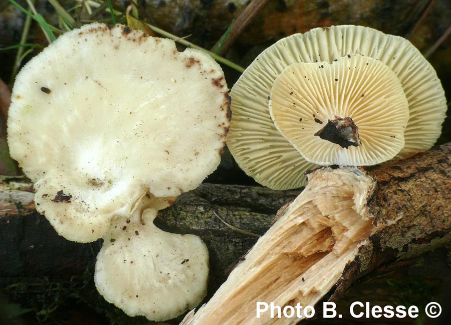 Lentinus suavissimus (Neofavolus suavissimus)