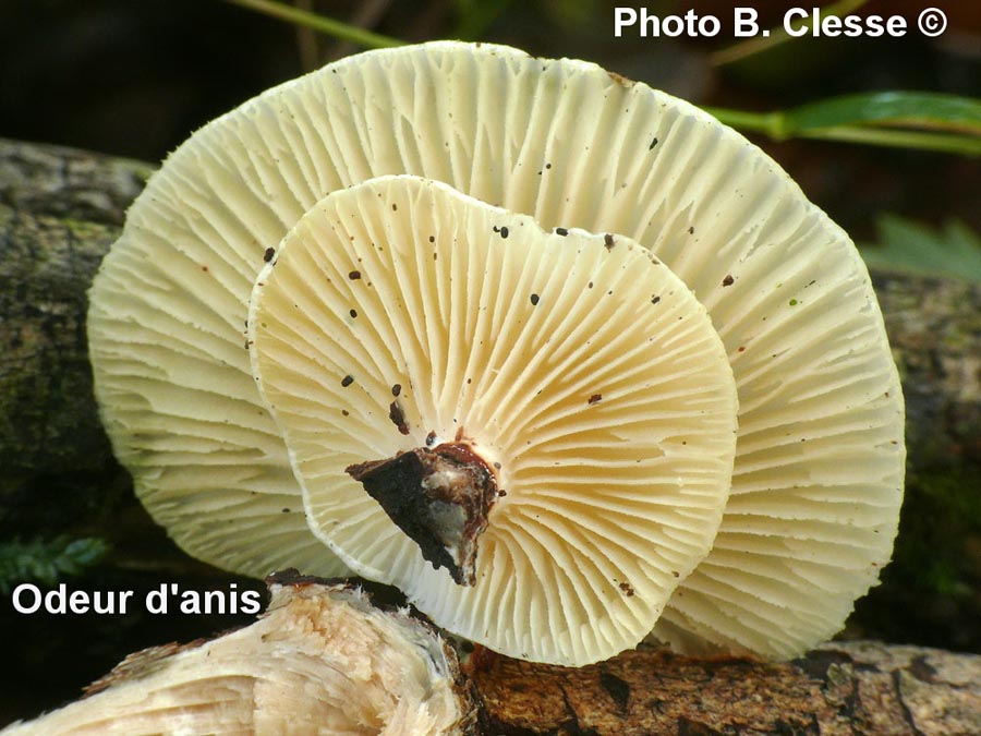 Lentinus suavissimus (Neofavolus suavissimus)