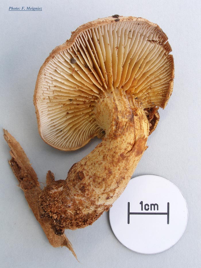 Neolentinus adhaerens