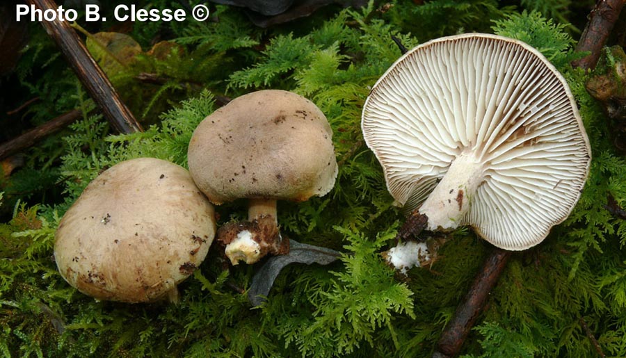 Neolentinus adhaerens