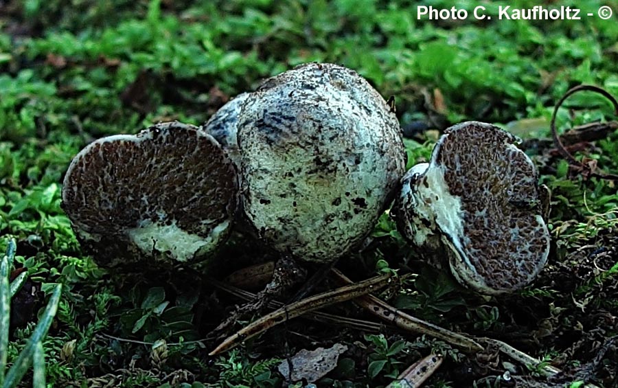 Octaviania asterosperma