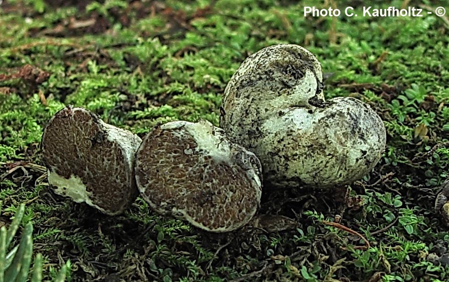 Octaviania asterosperma