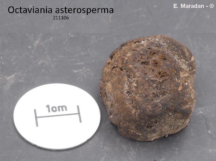 Octaviania asterosperma