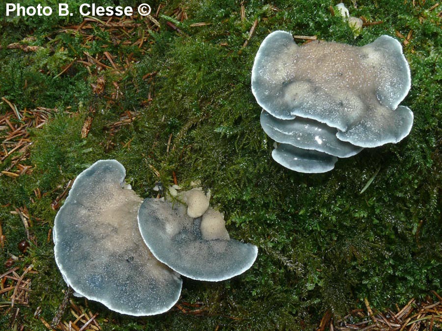 Oligoporus caesius (Postia caesia)