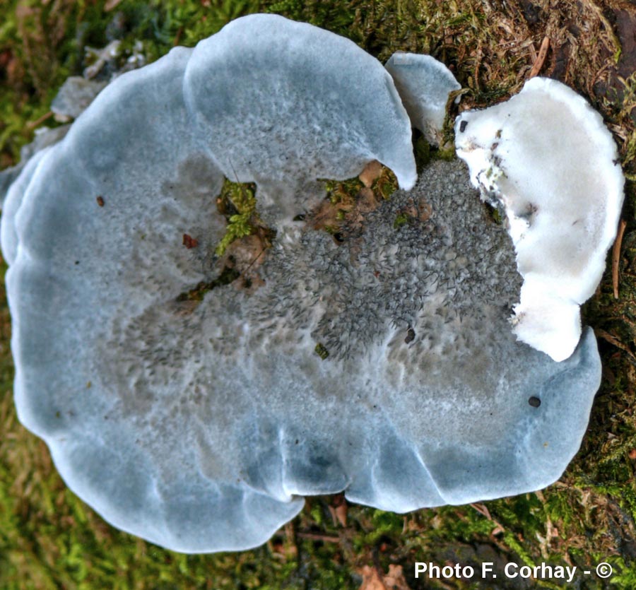 Oligoporus caesius (Postia caesia)