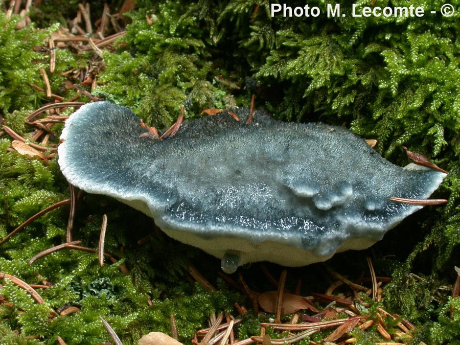 Oligoporus caesius (Postia caesia)