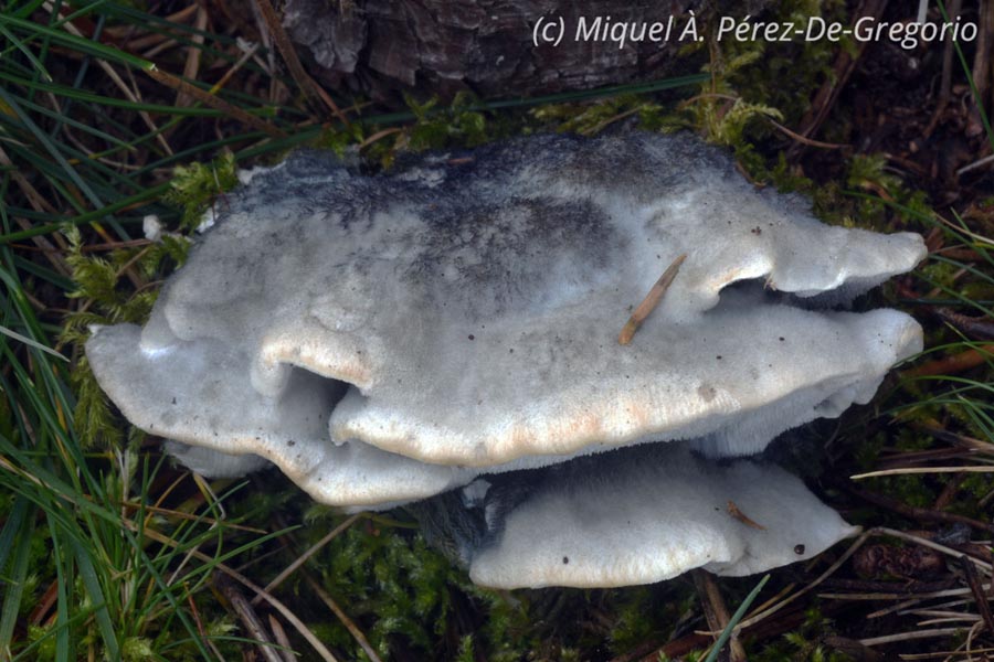 Oligoporus caesius (Postia caesia)