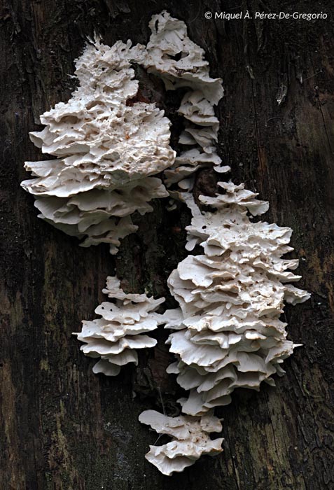 Oligoporus floriformis (Postia floriformis)