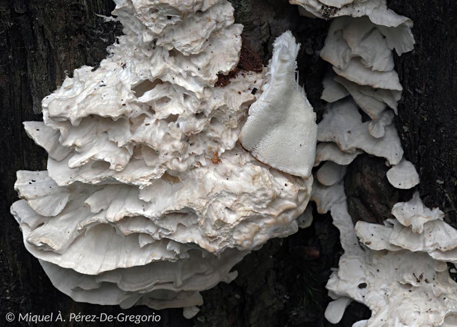 Oligoporus floriformis (Postia floriformis)