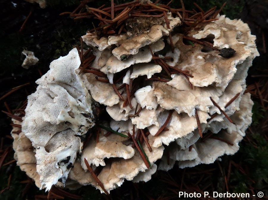 Oligoporus floriformis (Postia floriformis)