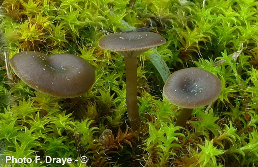 Omphalina barbularum