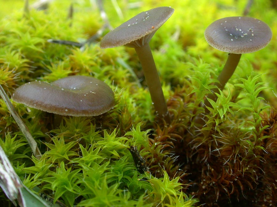 Omphalina barbularum