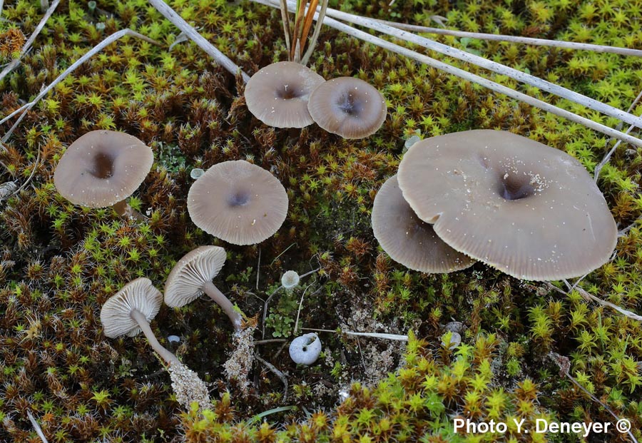 Omphalina barbularum