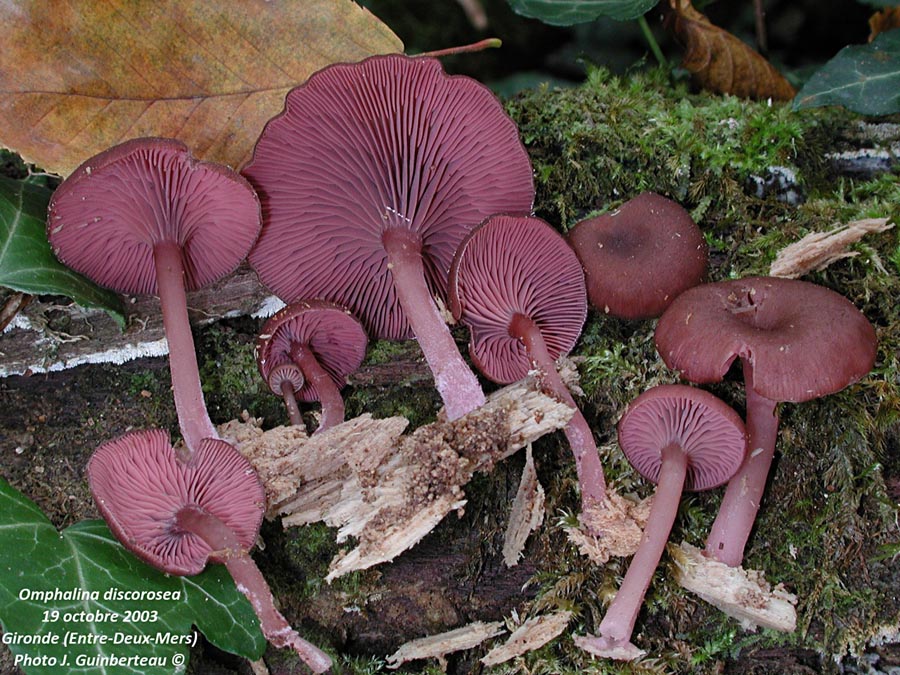 Omphalina discorosea (Arrhenia discorosea)