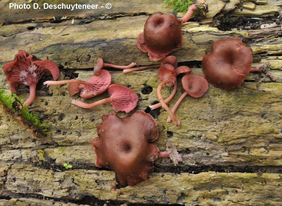 Omphalina discorosea (Arrhenia discorosea)