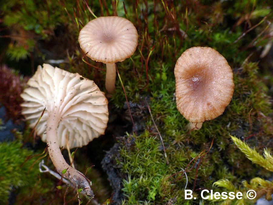 Omphalina galericolor var. lilacinicolor