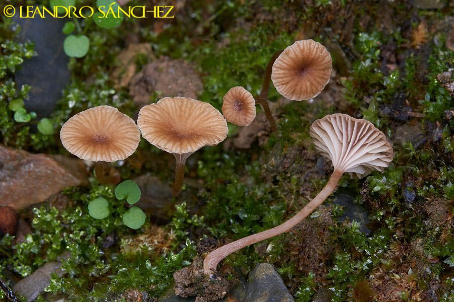 Omphalina galericolor