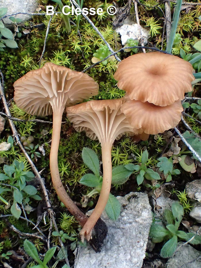 Omphalina pyxidata