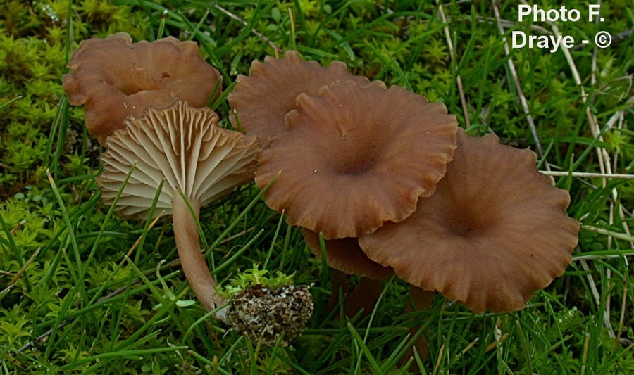 Omphalina pyxidata