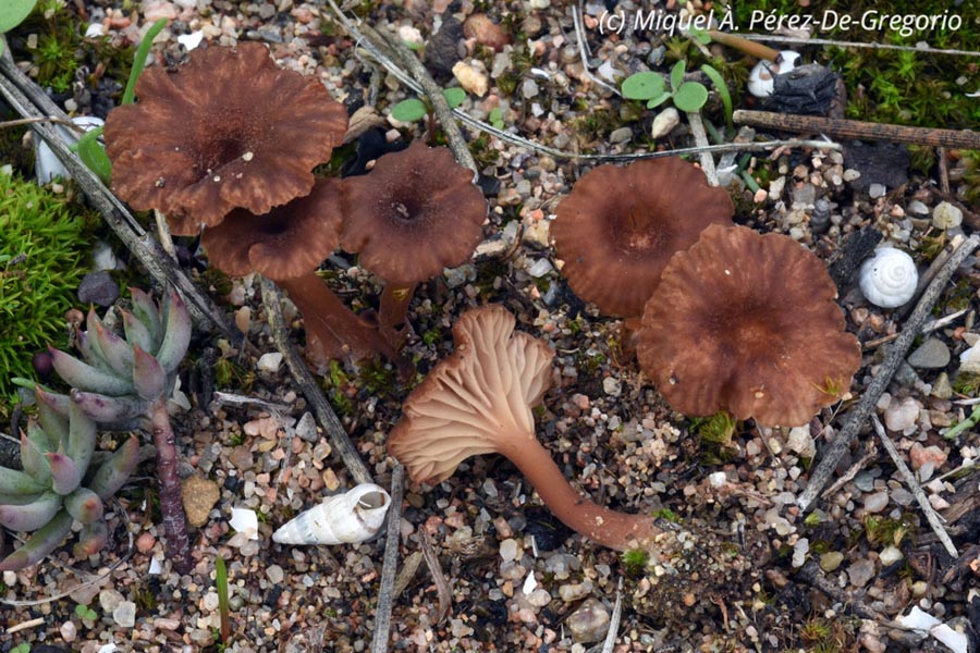 Omphalina pyxidata