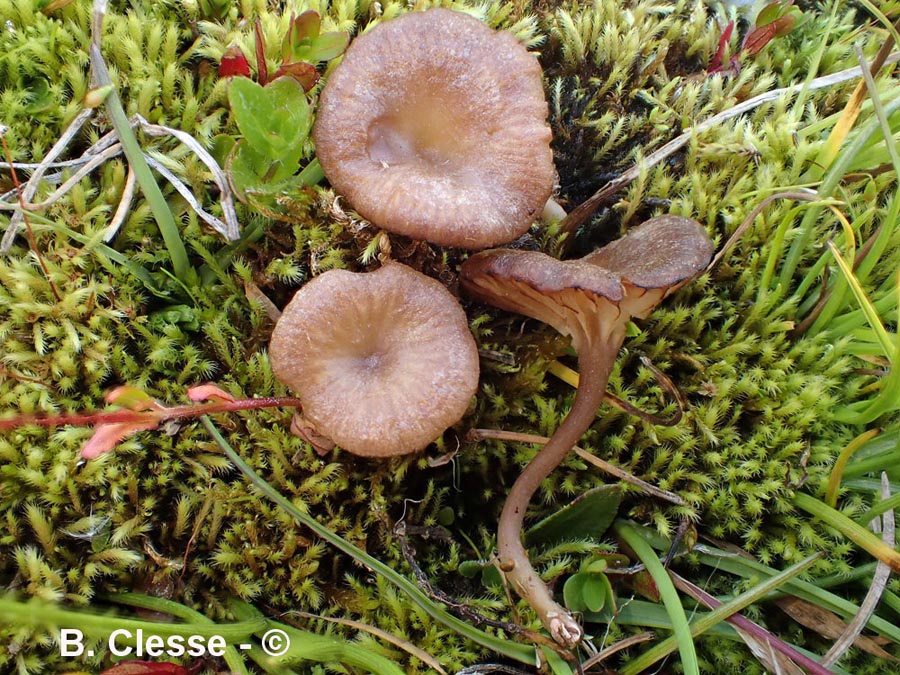 Omphalina rivulicola