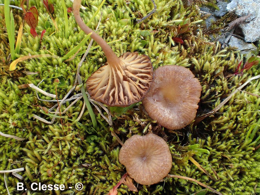 Omphalina rivulicola