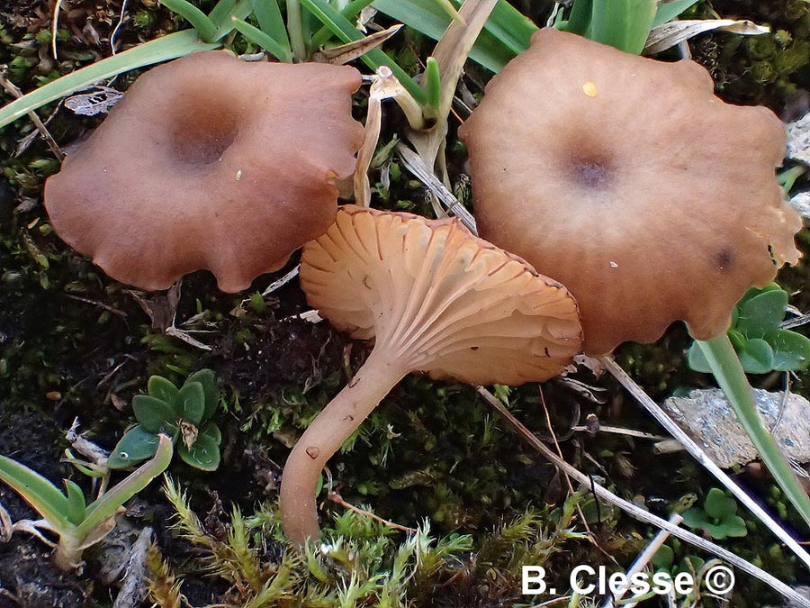 Omphalina rivulicola