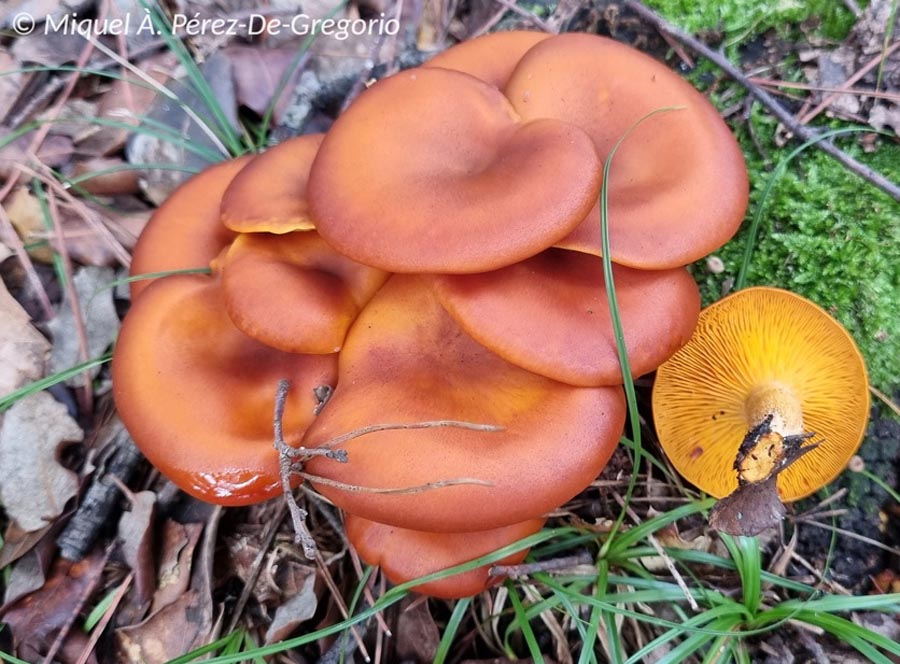 Omphalotus olearius