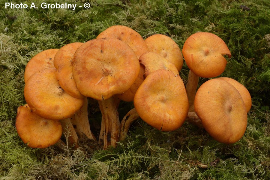 Omphalotus illudens