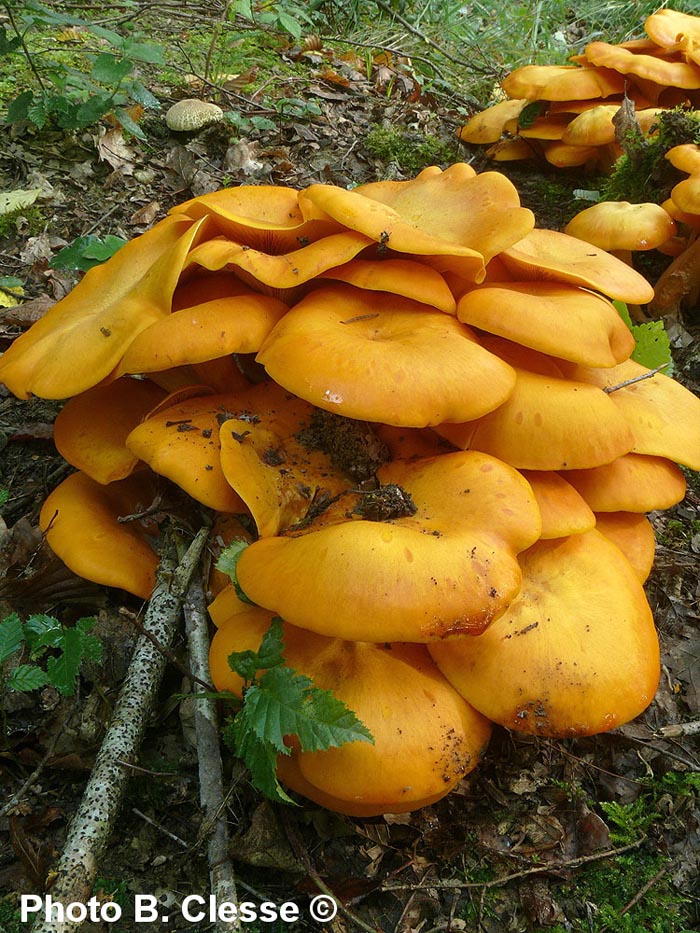 Omphalotus illudens