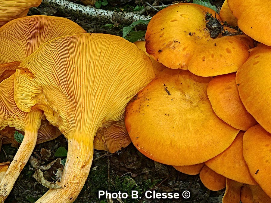 Omphalotus illudens